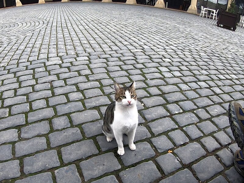 A cat staring at us