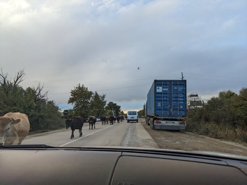 Driving against a line of cows